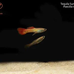 Tequila Sunrise Guppy (Poecilia reticulata)