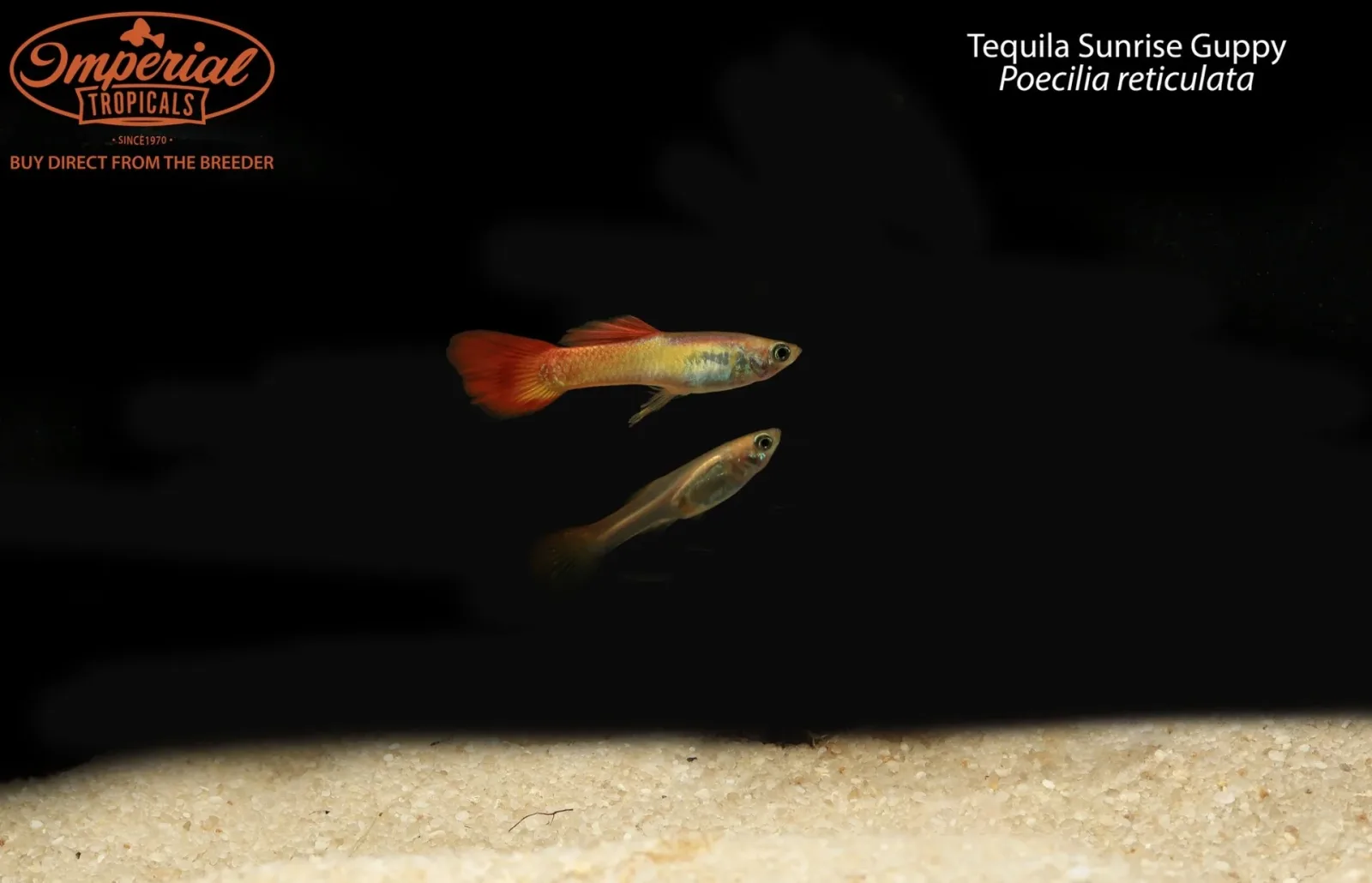 Tequila Sunrise Guppy (Poecilia reticulata)