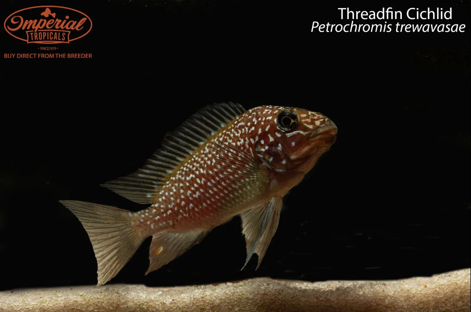 Threadfin Cichlid (Petrochromis trewavasae) - Image 2