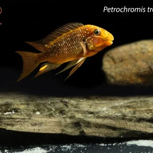 Threadfin Cichlid (Petrochromis trewavasae)