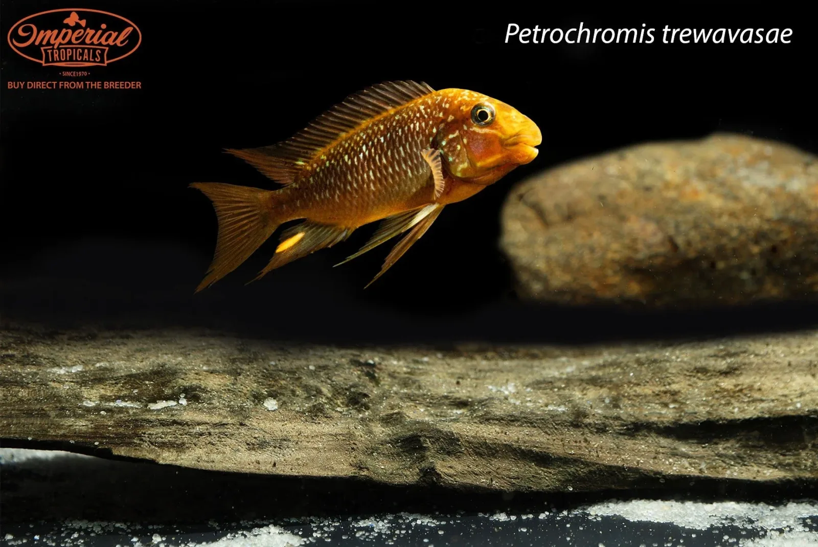 Threadfin Cichlid (Petrochromis trewavasae)