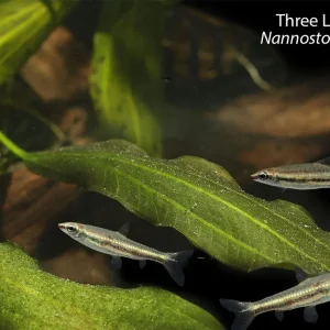 Three Line Pencilfish