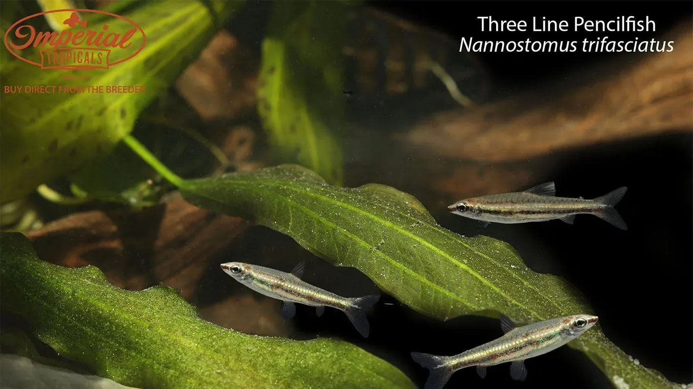 Three Line Pencilfish