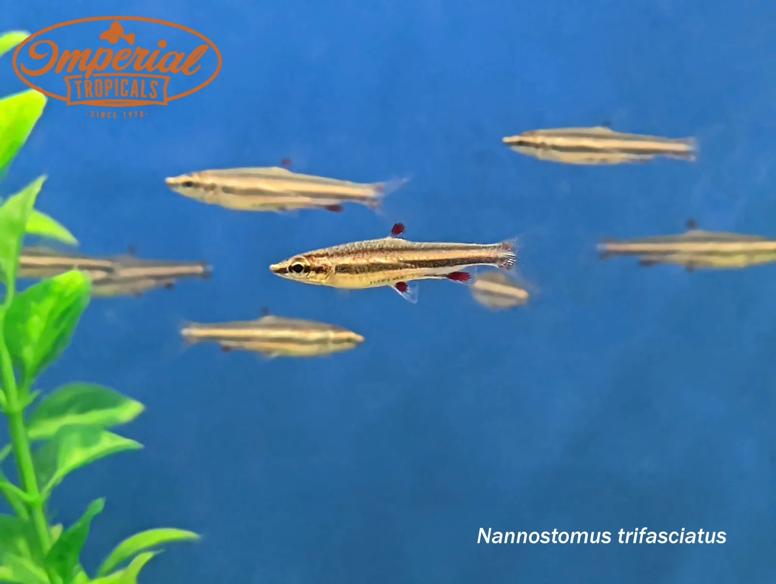 Three Line Pencilfish - Image 2