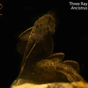 Three Ray Bushynose (Ancistrus triradiatus)