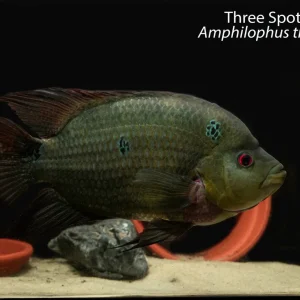 Three Spot Cichlid
