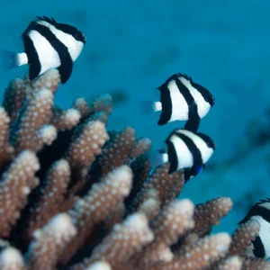 Three Stripe Damsel (Dascyllus aruanus) - SAQ Chicago Fish