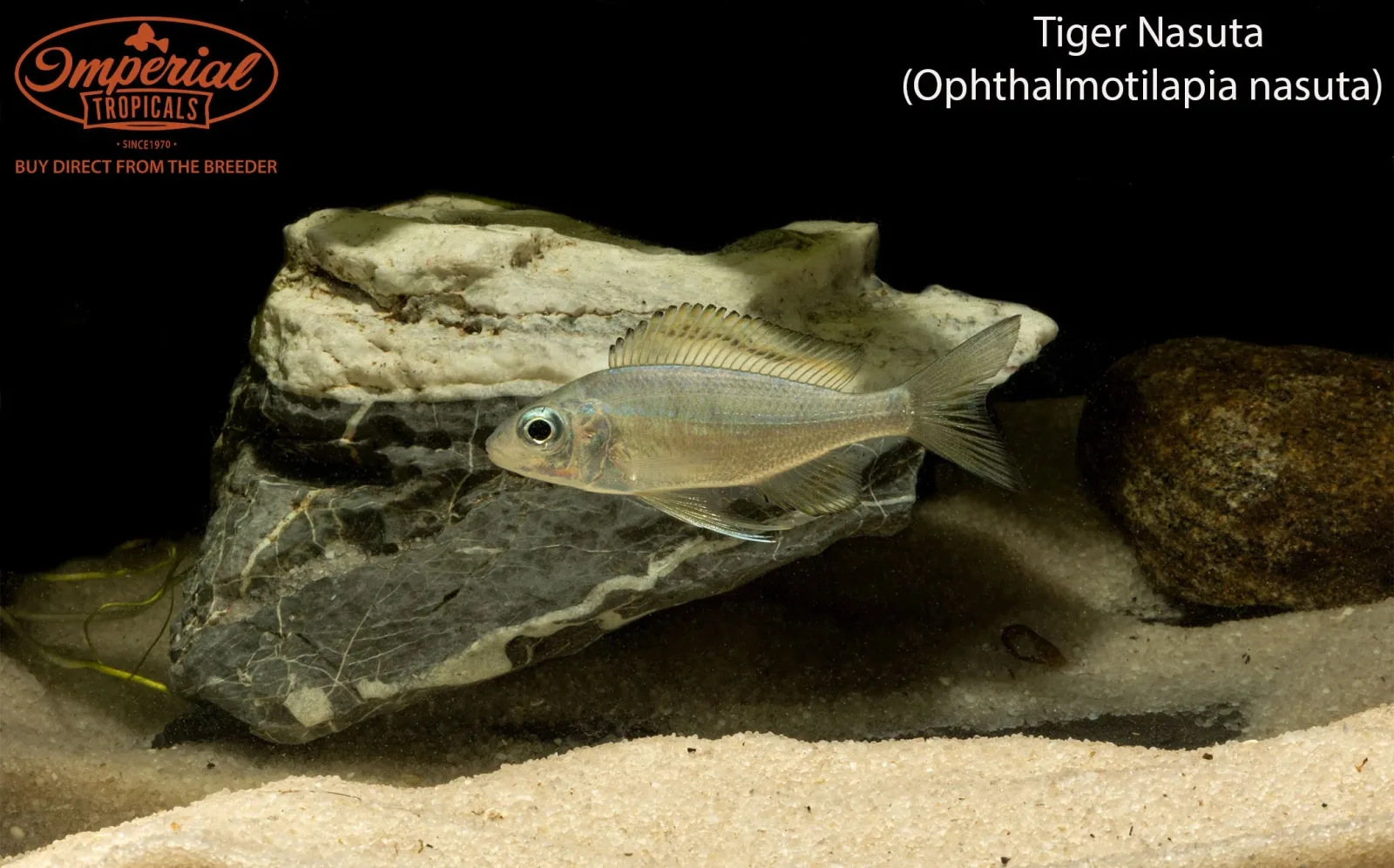 Tiger Nasuta - Image 2