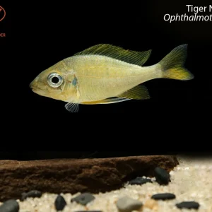 Tiger Nasuta