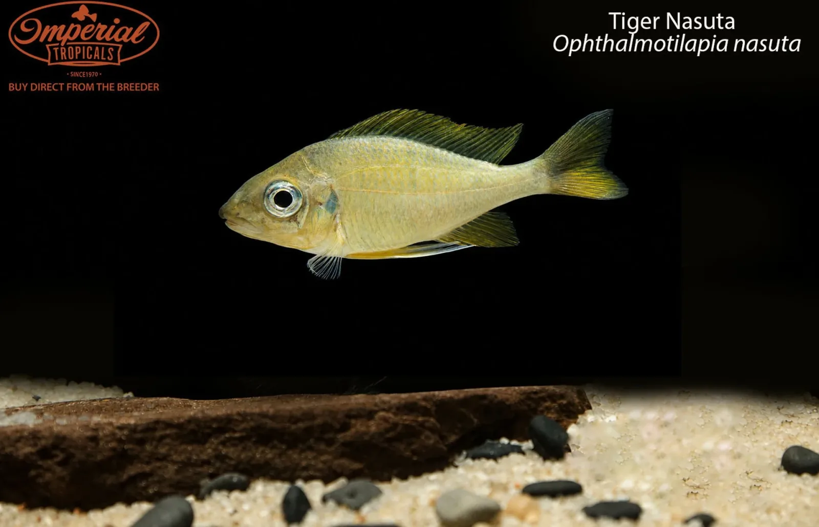 Tiger Nasuta
