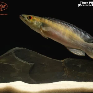 Tiger Pike Cichlid