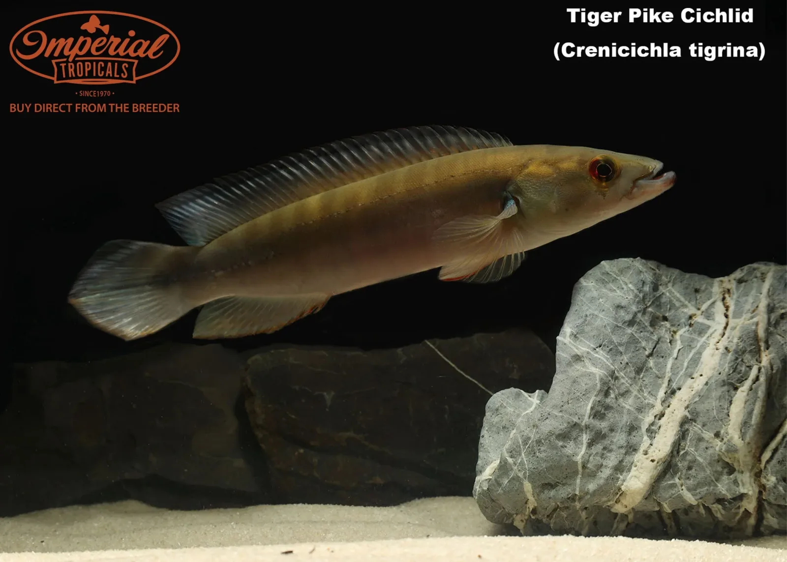 Tiger Pike Cichlid - Image 2