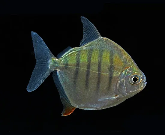 Tiger Silver Dollar (Metynnis fasciatus) - Image 2