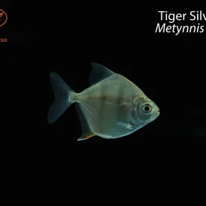 Tiger Silver Dollar (Metynnis fasciatus)
