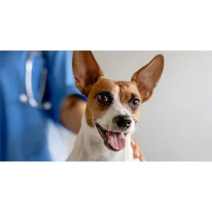 To Neuter or Not to Neuter