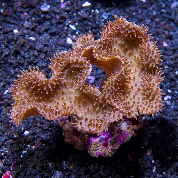 Toadstool Mushroom Leather Coral - Image 2