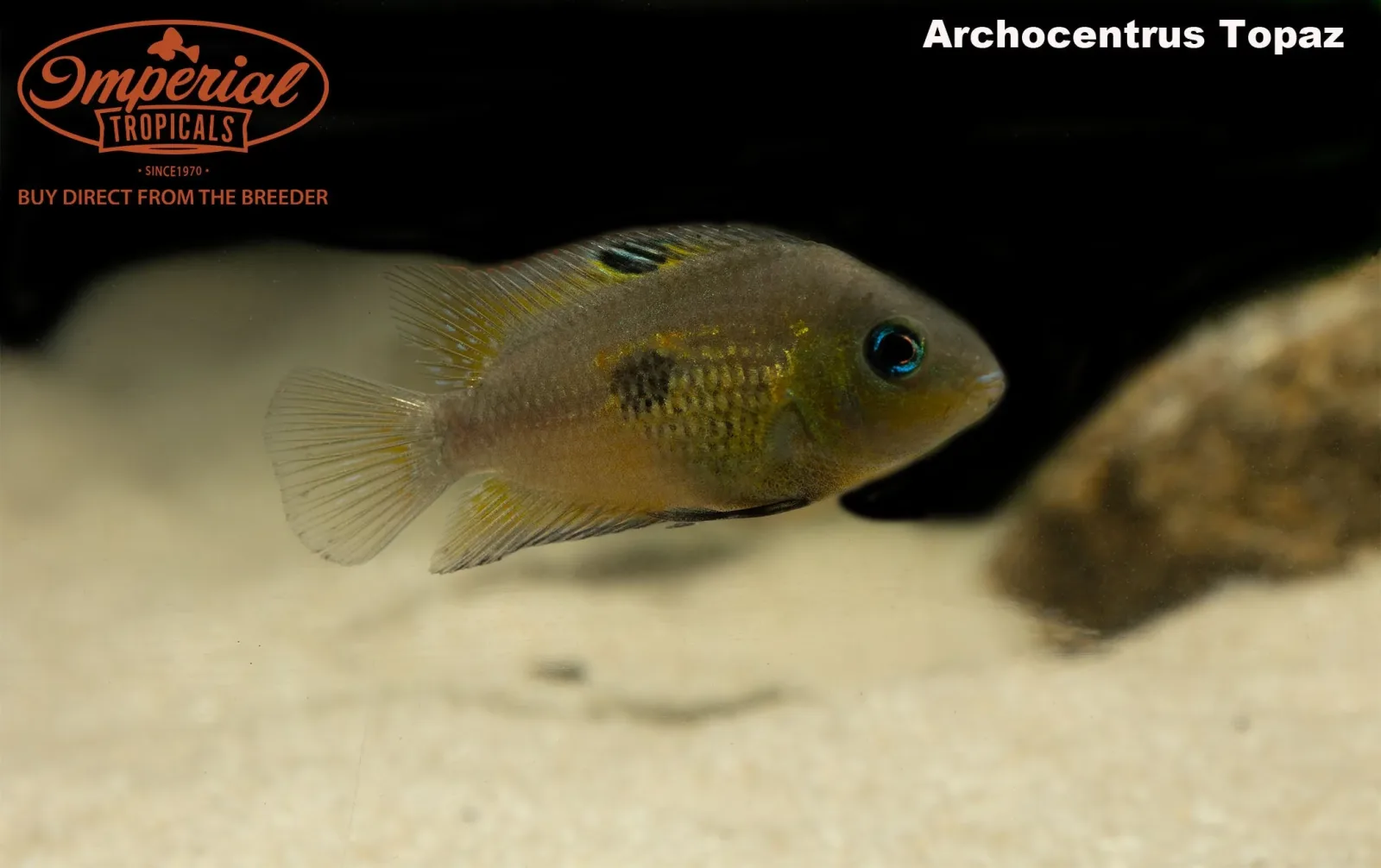 Topaz Cichlid - Image 2