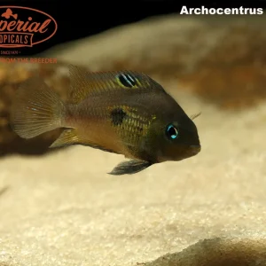 Topaz Cichlid