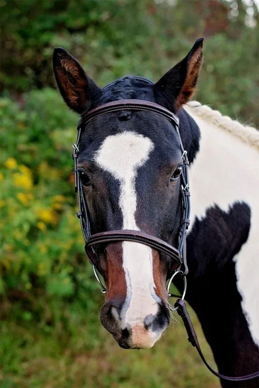 Tory Raised Padded Fancy Headstall - Image 2