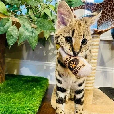 Toto's Pawdka Plush Cat Toy - Image 2