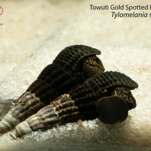 Towuti Gold Spotted Rabbit Snail