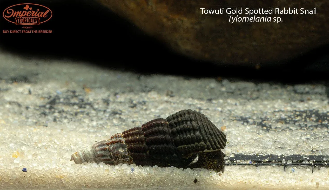 Towuti Gold Spotted Rabbit Snail - Image 2