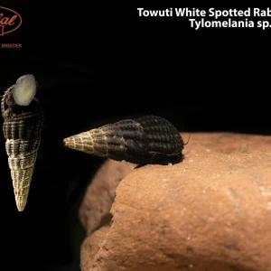 Towuti White Spotted Rabbit Snail
