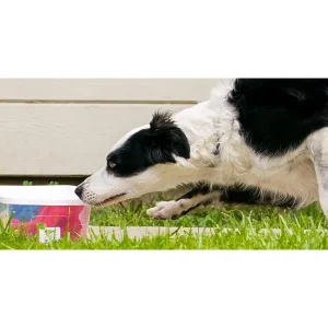 Toy Rewards in Nose Work