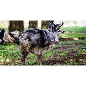 Tricks for Dog Sports