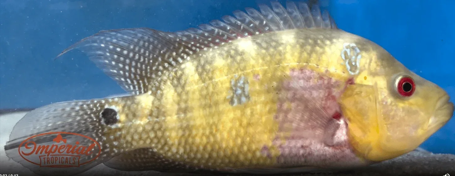 Trimac Cichlid "Rio Naranja" - Image 2