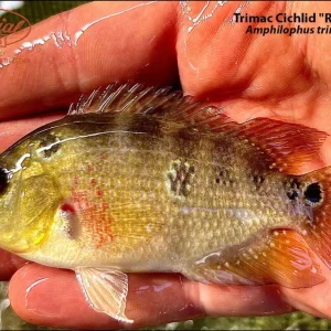 Trimac Cichlid "Rio Naranja"