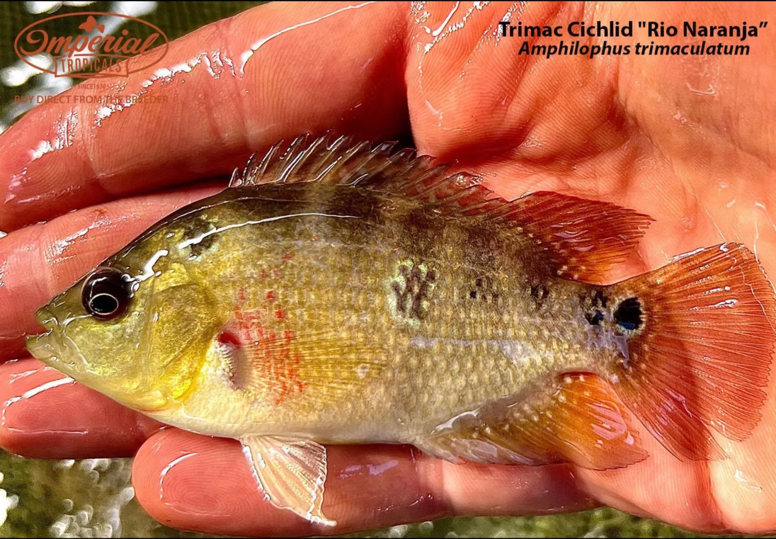 Trimac Cichlid "Rio Naranja"