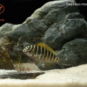 Tropheus moorii "Nsumbu Red"