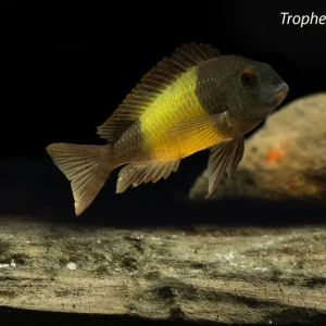 Tropheus sp. "Ikola"