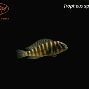 Tropheus sp. 'Kipili'