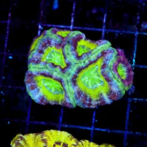 Tropical Dream Asian Acan WYSIWYG - SAQ Coral Farm