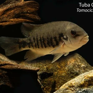 Tuba Cichlid