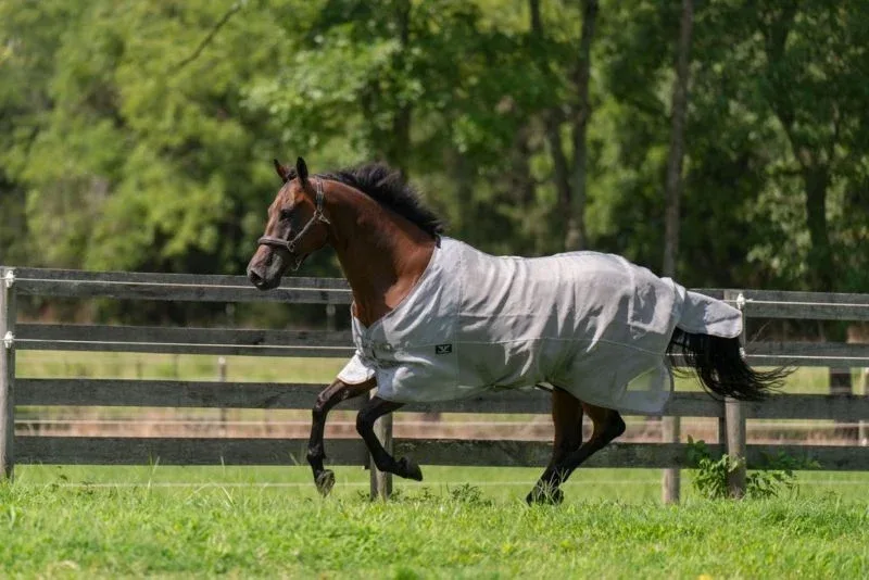 TuffRider NevaTear Tech Std Nk Fly Sheet - Image 2