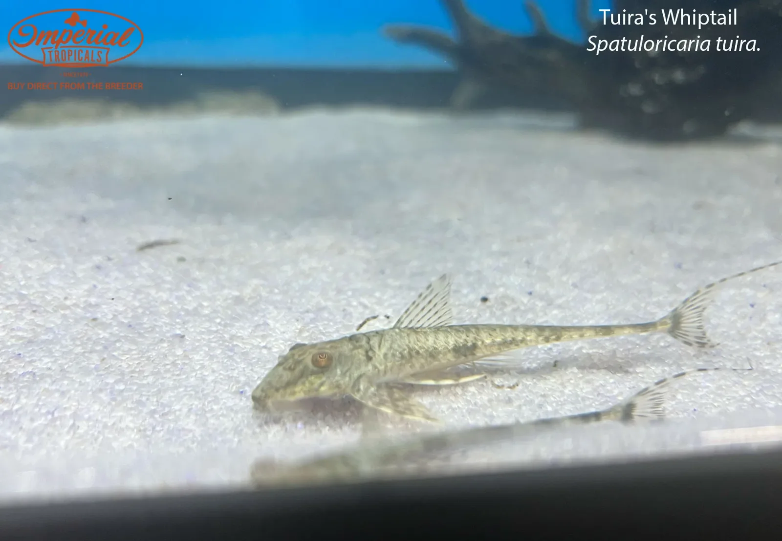 Tuira's Whiptail - Image 2