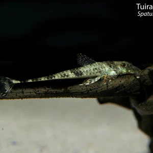 Tuira's Whiptail