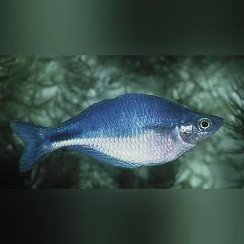 Turquoise Rainbowfish