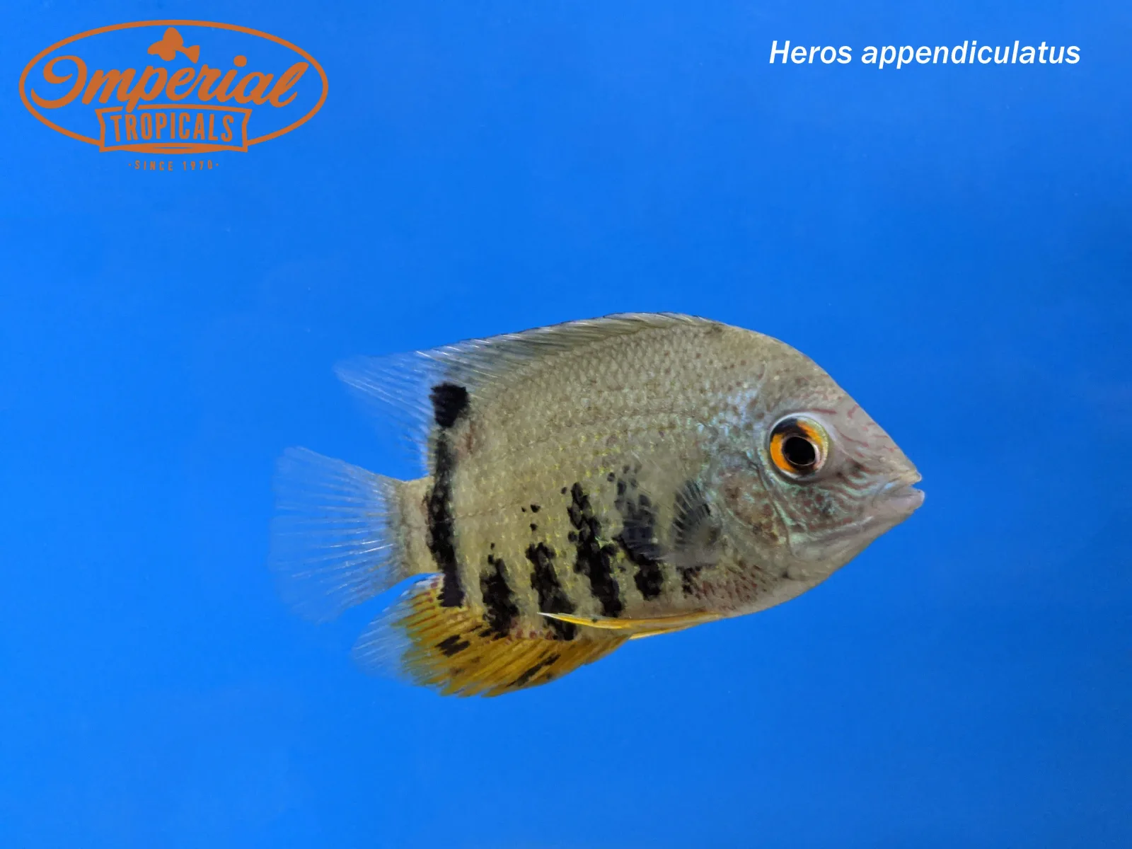 Turquoise Severum "Peru" - Image 2