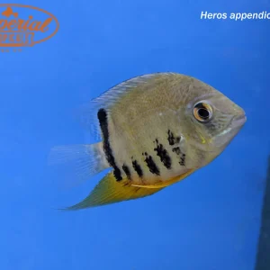Turquoise Severum "Peru"