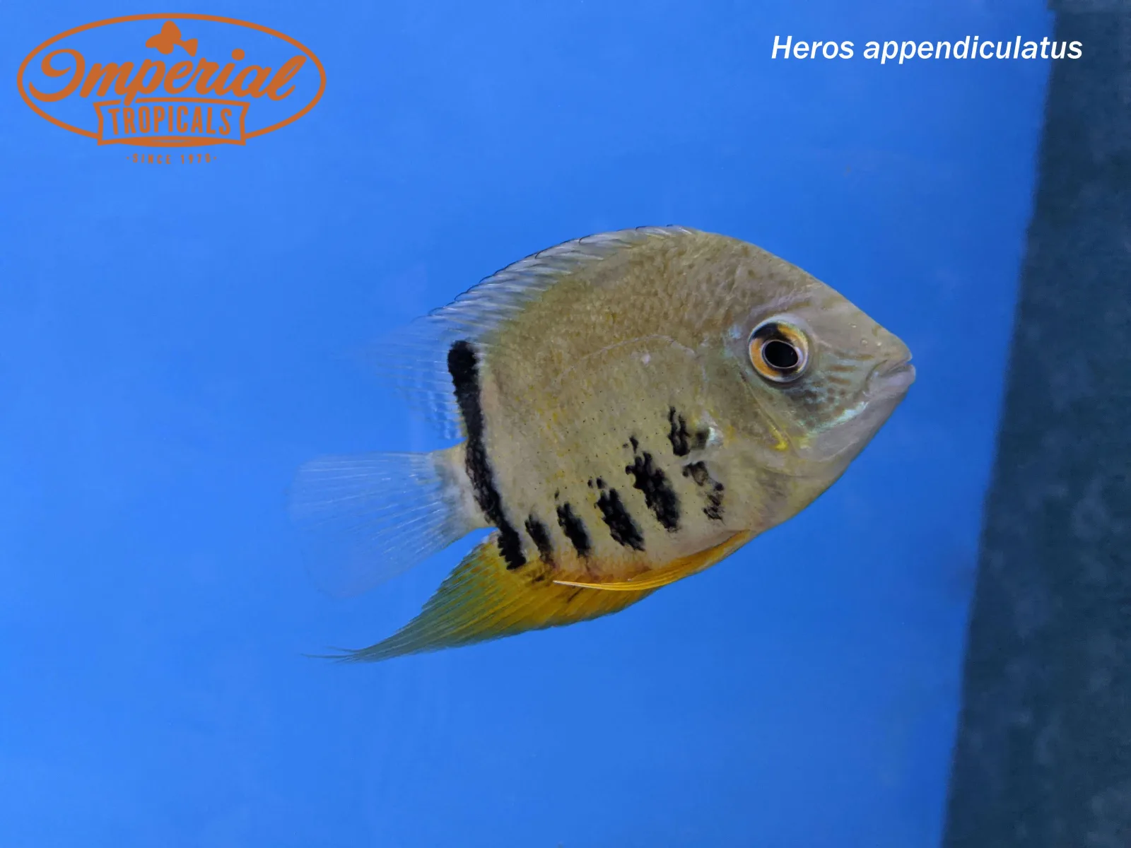 Turquoise Severum "Peru"