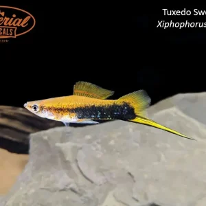 Tuxedo Swordtail