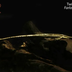 Twig Catfish
