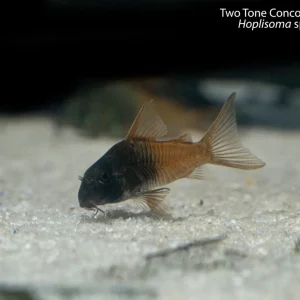 Two Tone Concolor Hoplisoma (Hoplisoma sp. (Cw217))