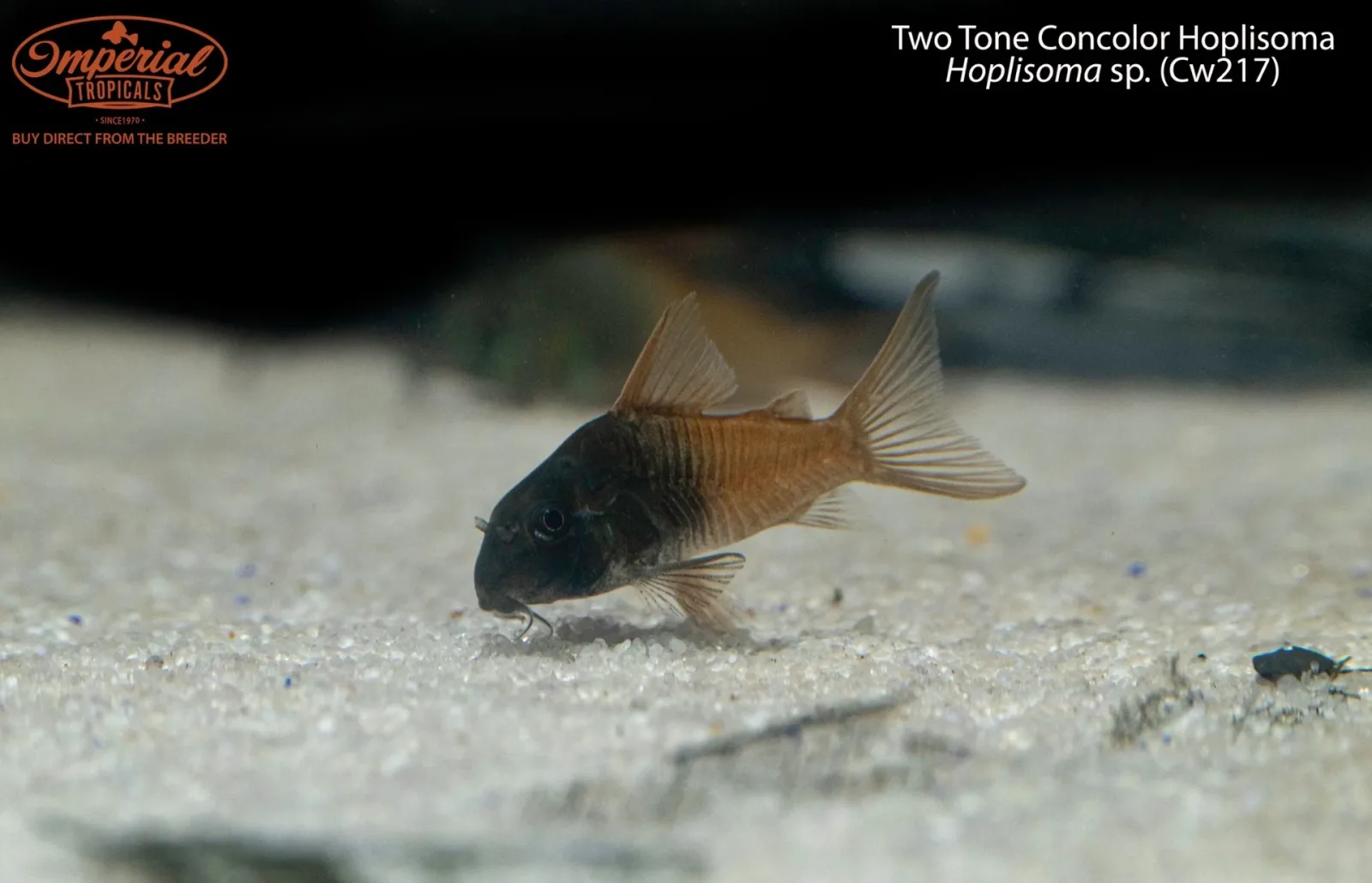 Two Tone Concolor Hoplisoma (Hoplisoma sp. (Cw217))