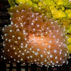 Ultra Bulb Tip Anemone
