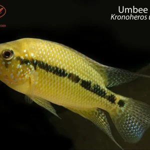 Umbee Cichlid (Kronoheros umbriferus)